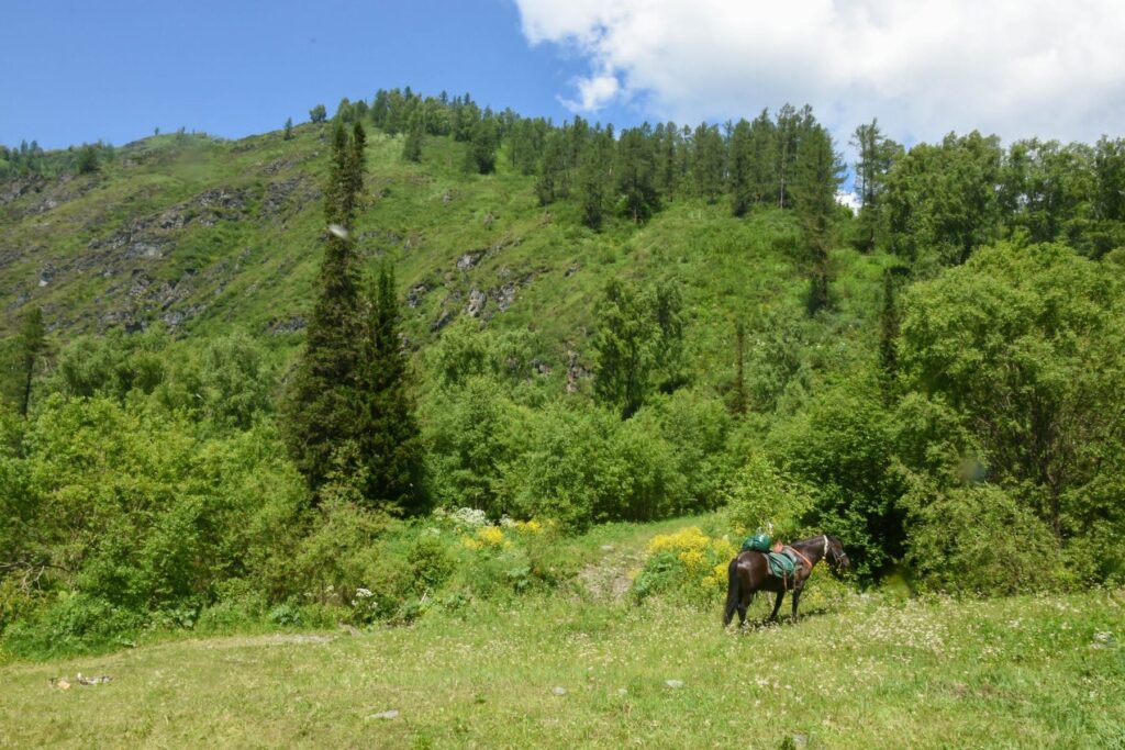 AlkAltai-212