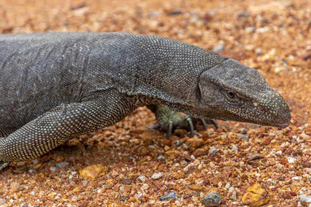 Gallery_Lanka_2023_008