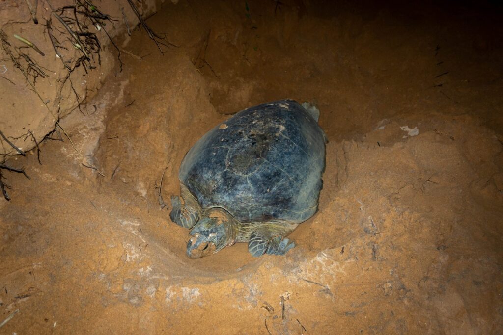 Gallery_Lanka_2023_064