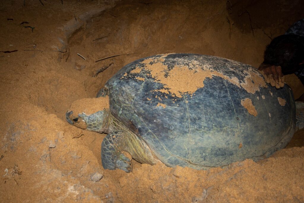 Gallery_Lanka_2023_065