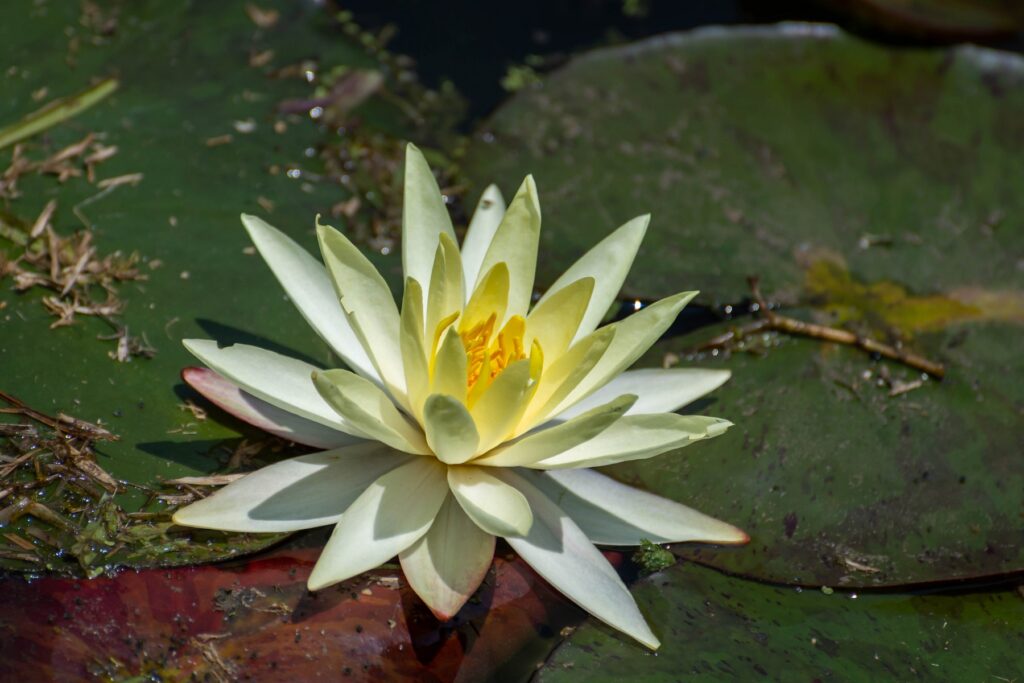 Gallery_Lanka_2023_121