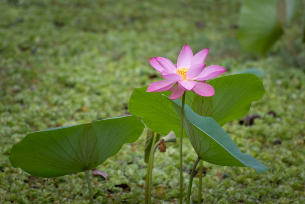 Gallery_Lanka_2023_183