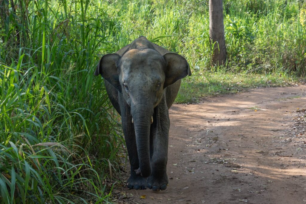 Gallery_Lanka_2023_199