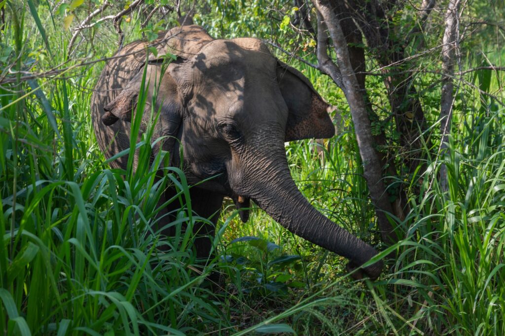 Gallery_Lanka_2023_205