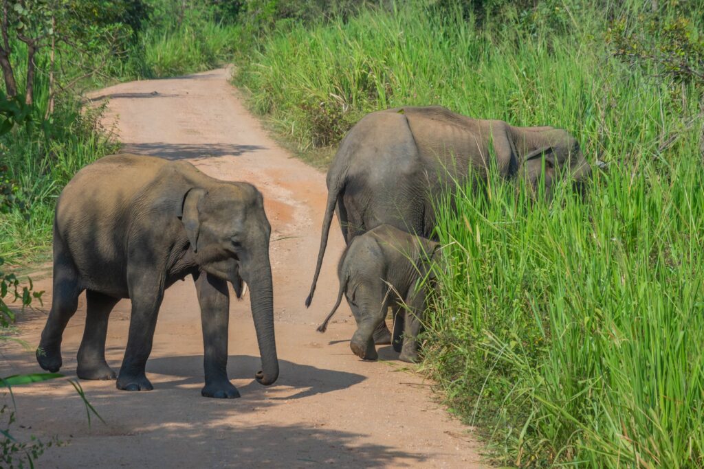 Gallery_Lanka_2023_207