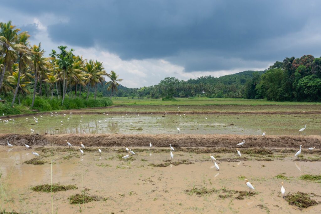 Gallery_Lanka_2023_302